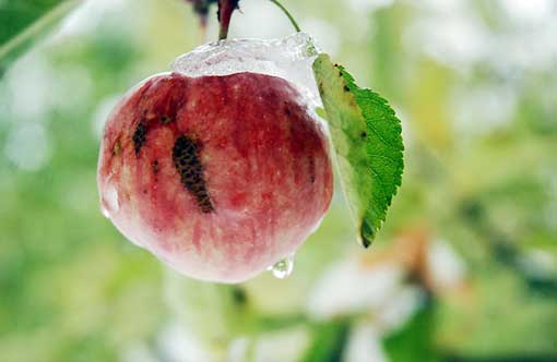 وارد آمدن سالانه بیش از 200 میلیارد تومان خسارت سرمازدگی به بخش کشاورزی آذربایجان غربی