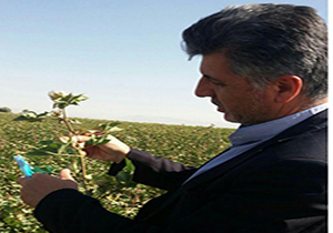 کاشت دانه پنبه رقم جیحان ۵۲۰ در لارستان