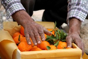 آغاز برداشت نارنگی در ایذه