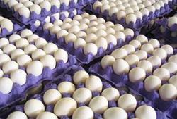 بازار تخم مرغ عادی است/ نرخ مصوب هر کیلو تخم مرغ 4 هزار و 600 تومان