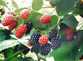 جشنواره گردشگری توت در علویجه اصفهان فرصتی برای توسعه پایدار از منظر گردشگری است
