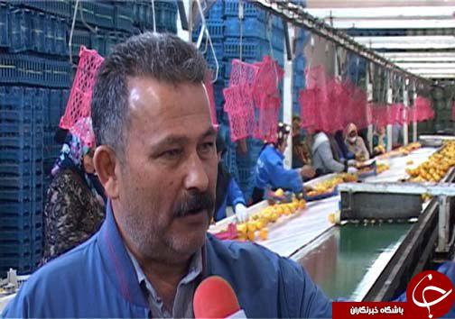 خوش&zwnj; رنگ شدن میوه&zwnj;های بازار به لطف گاز اتیلن