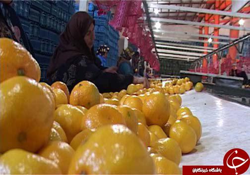 خوش&zwnj; رنگ شدن میوه&zwnj;های بازار به لطف گاز اتیلن