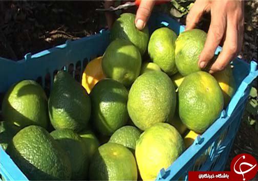 خوش&zwnj; رنگ شدن میوه&zwnj;های بازار به لطف گاز اتیلن