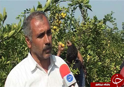 خوش&zwnj; رنگ شدن میوه&zwnj;های بازار به لطف گاز اتیلن