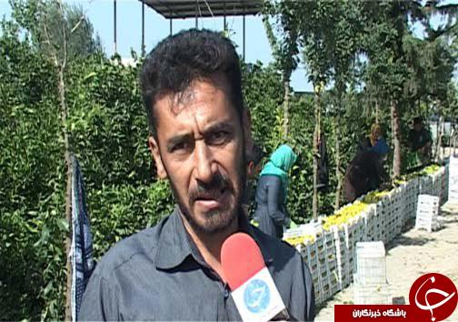 خوش&zwnj; رنگ شدن میوه&zwnj;های بازار به لطف گاز اتیلن