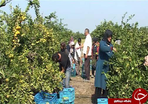خوش&zwnj; رنگ شدن میوه&zwnj;های بازار به لطف گاز اتیلن