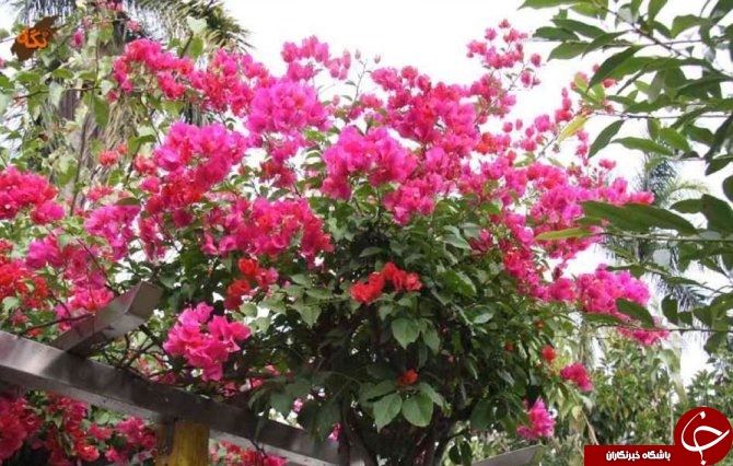 صدای پای بهار در جنوب سیستان و بلوچستان+تصاویر