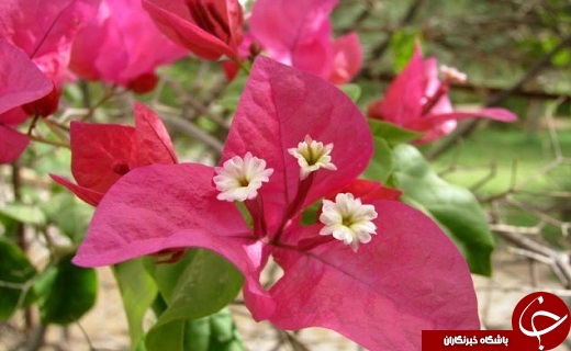 صدای پای بهار در جنوب سیستان و بلوچستان+تصاویر