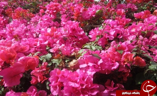 صدای پای بهار در جنوب سیستان و بلوچستان+تصاویر