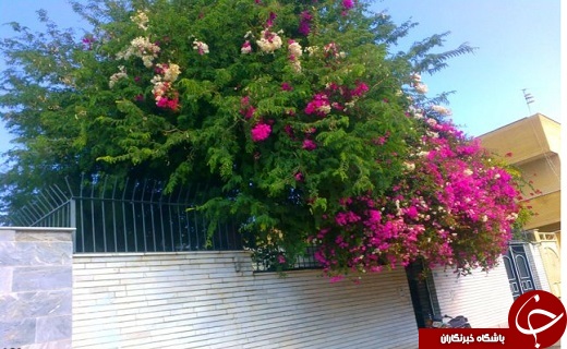 صدای پای بهار در جنوب سیستان و بلوچستان+تصاویر