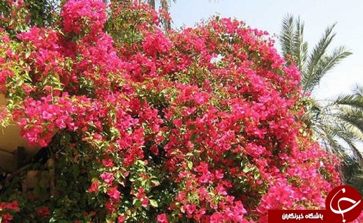 صدای پای بهار در جنوب سیستان و بلوچستان+تصاویر