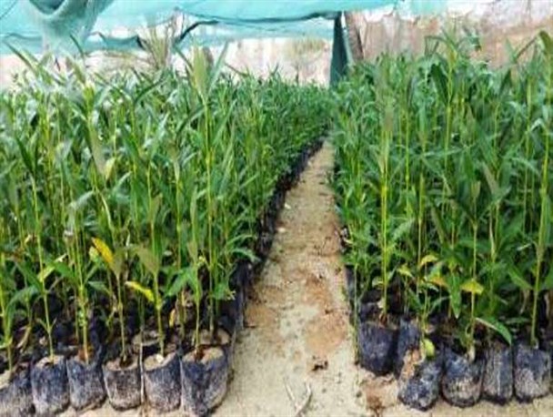 کاشت ۱۰۰۰ اصله نهال مثمر در شهرستان میرجاوه