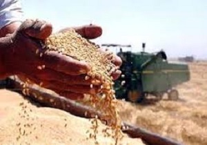 پرداخت  99 درصد از بهاء گندم کشاورزان کردستانی