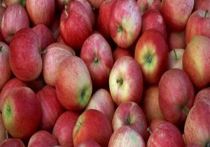 ارسال ۶۰ تن سیب از آذربایجان‌غربی به مناطق زلزله‌زده کرمانشاه