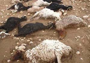حمله شبانه گرگ‌ها به گله گوسفندان در گلوگاه