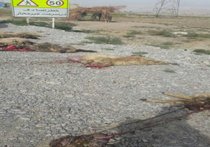 تلف شدن 15 راس دام بر اثر تصادف در باشت
