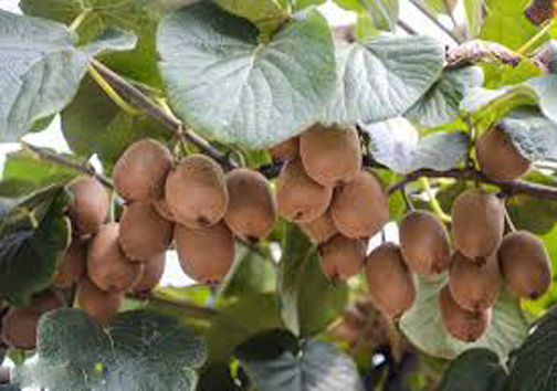 مازندران قطب تولید کیوی کشور / صادرات کیوی مازندران به اروپا