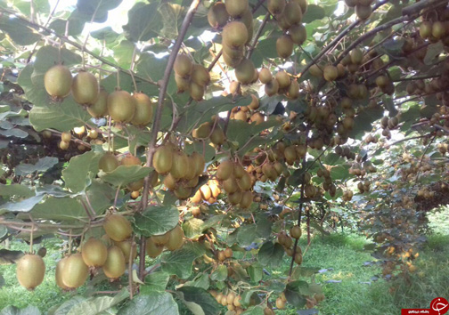 مازندران قطب تولید کیوی کشور / صادرات کیوی مازندران به اروپا