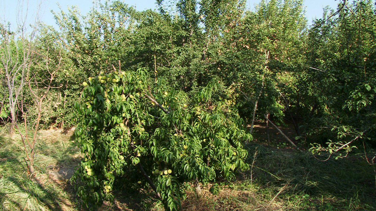 کاشت 10 هزار نهال مثمر برای احیای باغ های موقوفه در مراغه+تصاویر