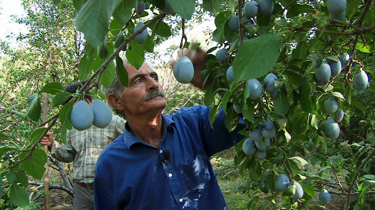 کاشت 10 هزار نهال مثمر برای احیای باغ های موقوفه در مراغه+تصاویر