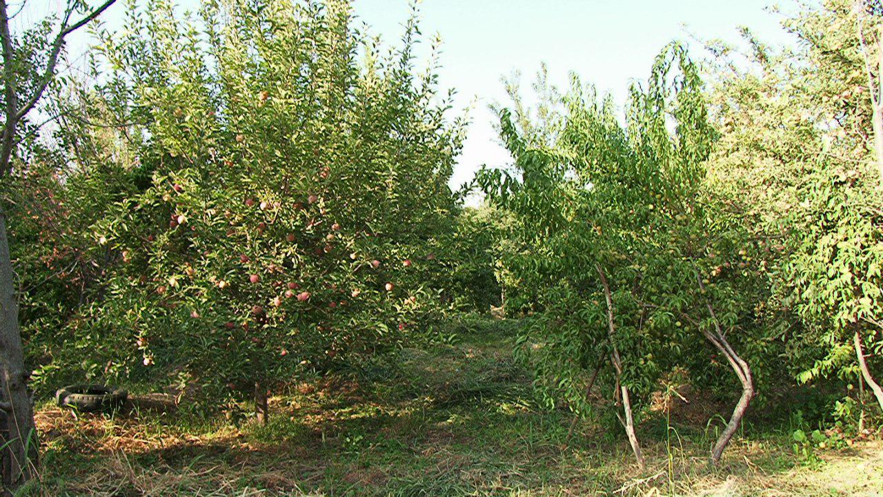 کاشت 10 هزار نهال مثمر برای احیای باغ های موقوفه در مراغه+تصاویر