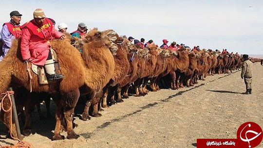 رکوردهای عجیب که در گینس ثبت شده اند
