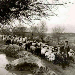باشگاه خبرنگاران -جالب‌ترین تصویر از بلوار کشاورز