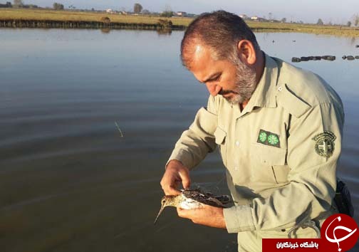 جمع آوری ۸ رشته دام هوایی در آمل