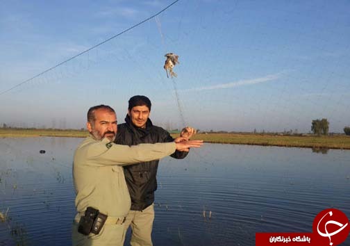 جمع آوری ۸ رشته دام هوایی در آمل