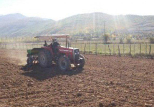 پیش بینی کشت گندم در ۵۰ هزار هکتار از زمین‌های کشاورزی مازندران