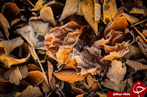 تصاویر روز: از تزئین خودروی فیات با موی طبیعی انسان تا رژه ارابه سواران در پاریس