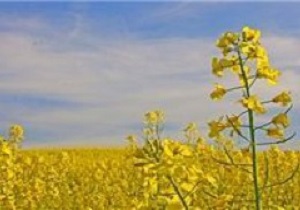 تکثیر بذر هیبرید کلزا برای نخستین بار در کشور