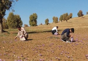 اختصاص 2 هکتار از اراضی کشاورزی بانه به کشت زعفران