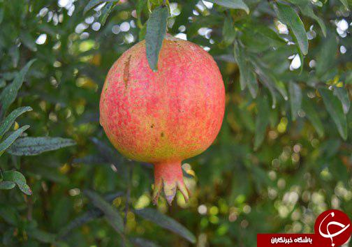فرآوری پوست انار با همت کارآفرین بهشهری