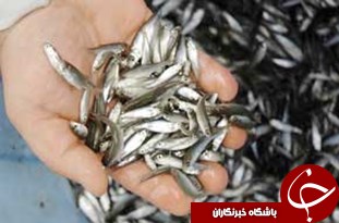 نگاهی گذرا به مهمترین رویداد&zwnj;های دوشنبه ۲۹ آبان ماه در مازندران