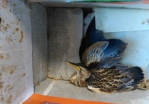رها سازی ۲ بهله پرنده شکاری در میاندوآب