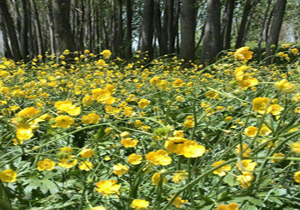 طبیعت زیبای روستای «بابلقانی» + تصاویر
