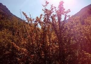 جلوه خاص پاییز در روستای الارز + تصاویر