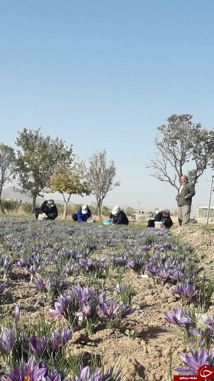 برداشت زعفران در تربت حیدریه + تصاویر