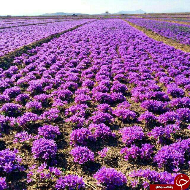برداشت زعفران در تربت حیدریه + تصاویر