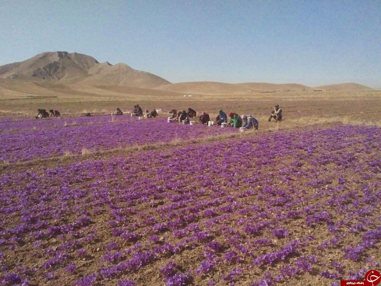 برداشت زعفران در تربت حیدریه + تصاویر