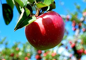 رتبه سوم ایران در تولید سیب درختی جهان