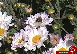 برگزاری جشنواره گل‌های داودی در لرستان