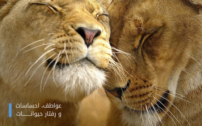 واکنش جالب و دیدنی حیوانات به محبت
