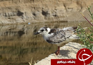 رها سازی یک قطعه پرستو در آغوش طبیعت