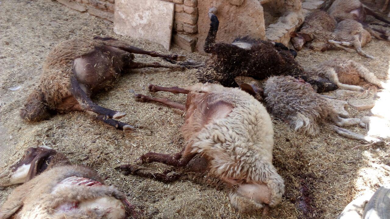 گرگ گرسنه گوسفندان را درید