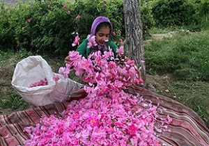 تغییر الگوی کشت یک راهکار اساسی برای اصلاح الگوی مصرف آب در بخش کشاورزی است
