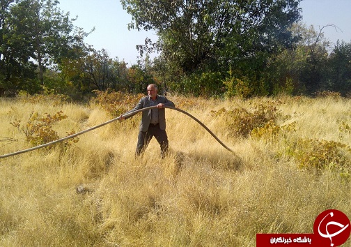 آتش سوزی در باغات روستای زیاران
