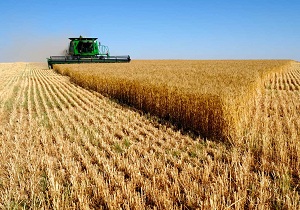 کرمانشاه از قطب های تولیدات کشاورزی و دام است